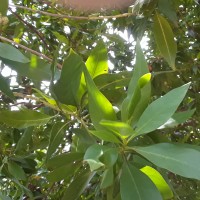 Conocarpus lancifolius Engl.